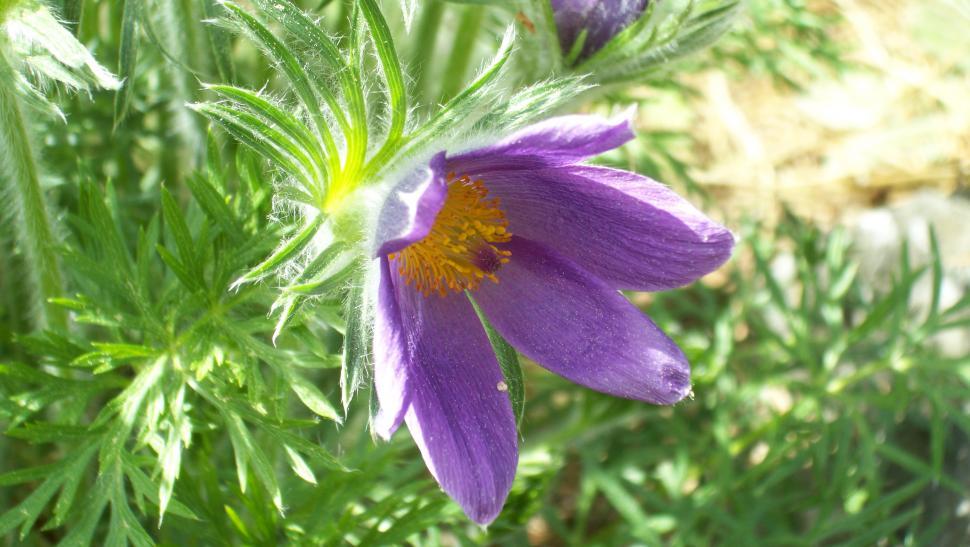 Free Image of Collection of various flowers 