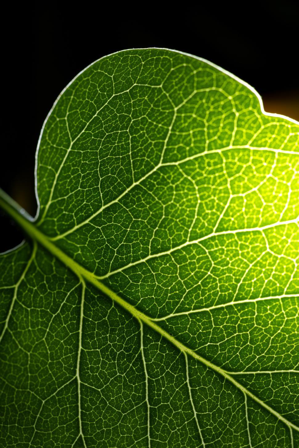 Free Image of Intricate details of a green leaf under bright light 