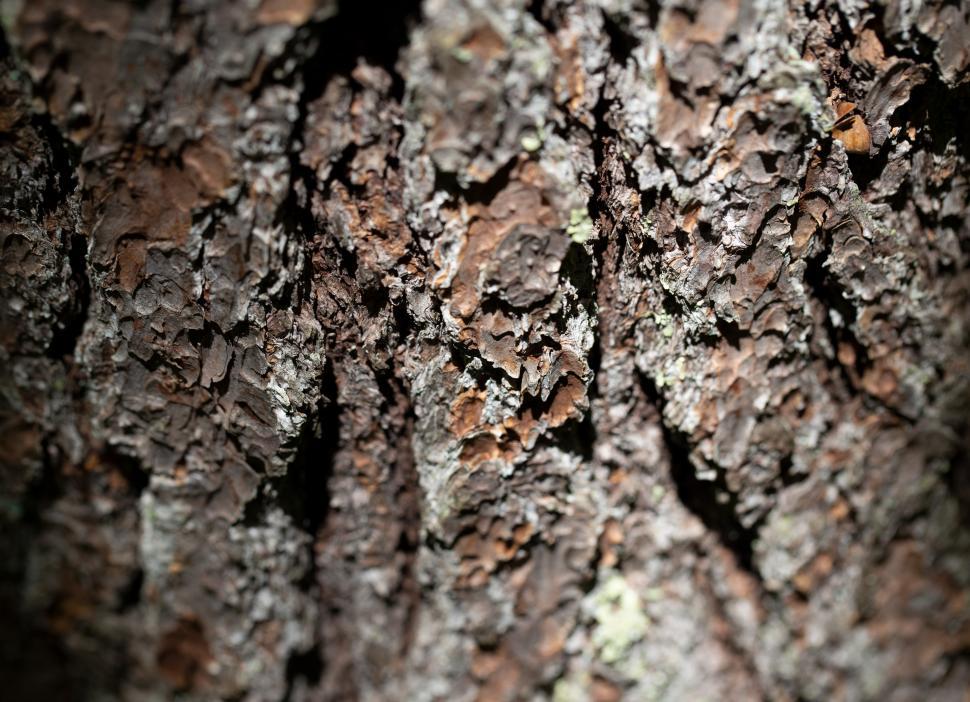 Free Image of Close-up view of textured tree bark revealing intricate patterns and colors 
