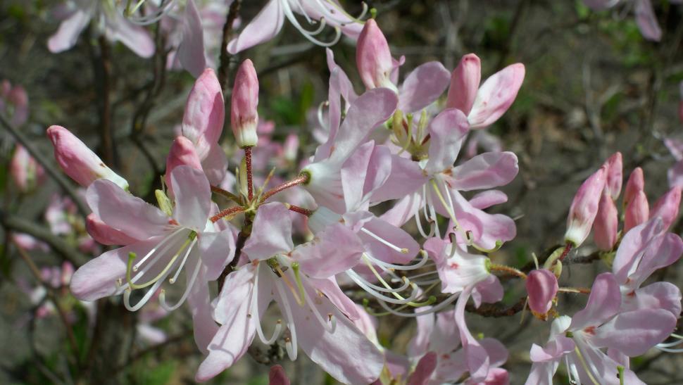 Free Stock Photo of Collection of various flowers Download Free