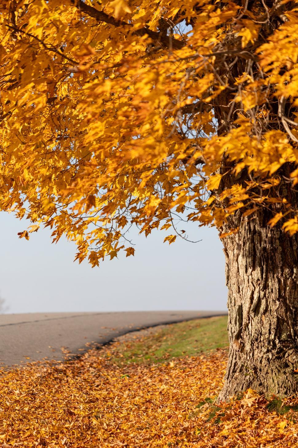 Free Image of Autumn leaves create a vibrant landscape by the road 