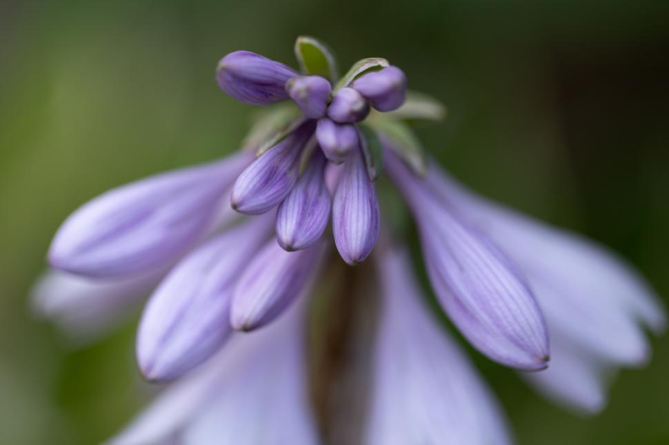 Free Image of Lavender blooms in close view under natural light 