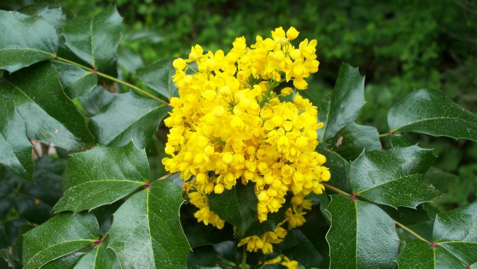 Free Image of Collection of various flowers 