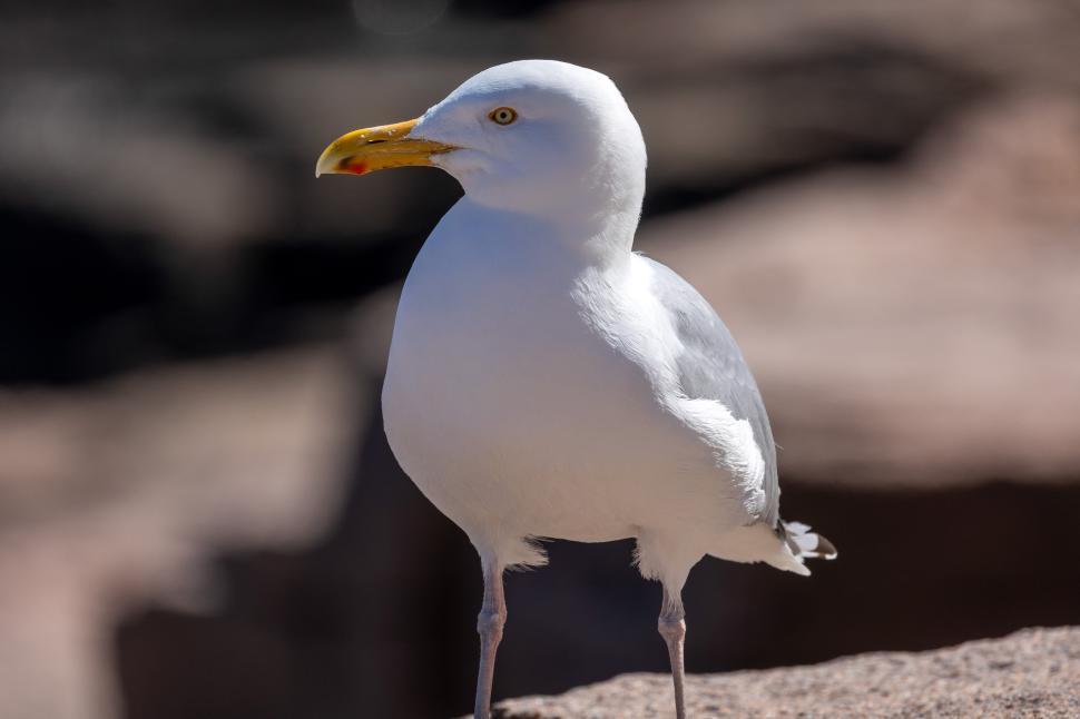 Free Image of Seagull standing on rocks by the seaside 