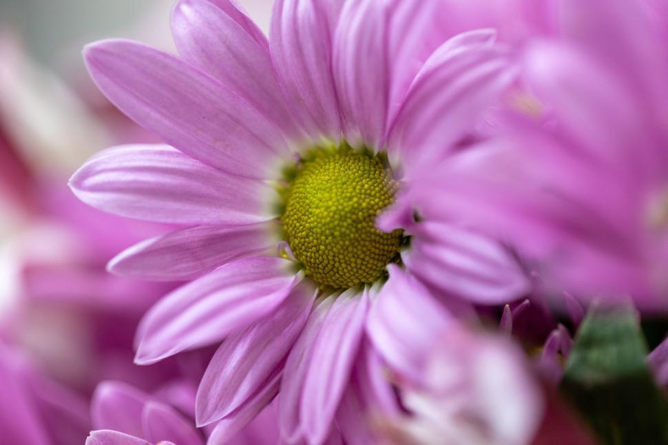 Free Image of Vibrant pink daisies bloom in a lush garden setting 