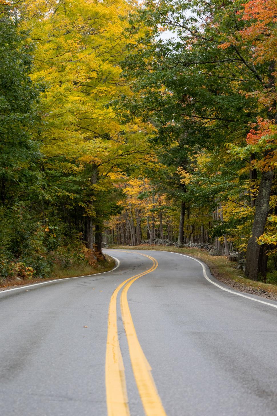 Free Image of Curved road surrounded by colorful autumn trees 