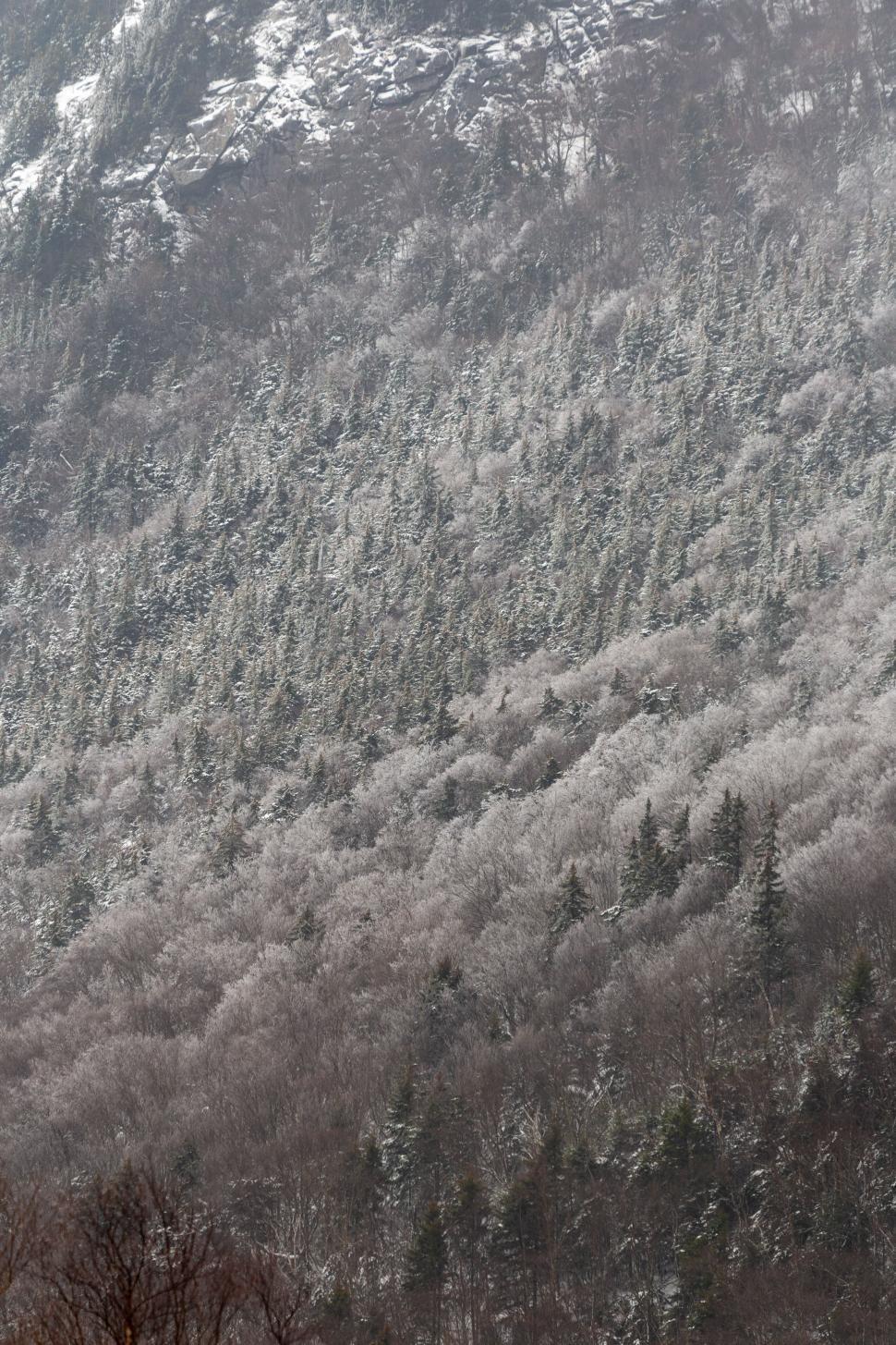 Free Image of Winter landscape with snow-covered trees on a mountain 