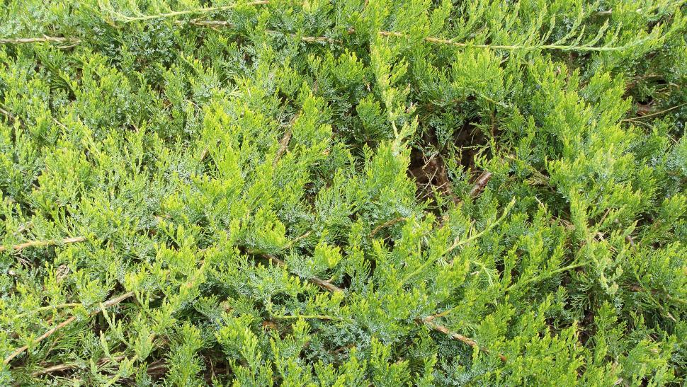 Free Image of Close-ups of various conifers 