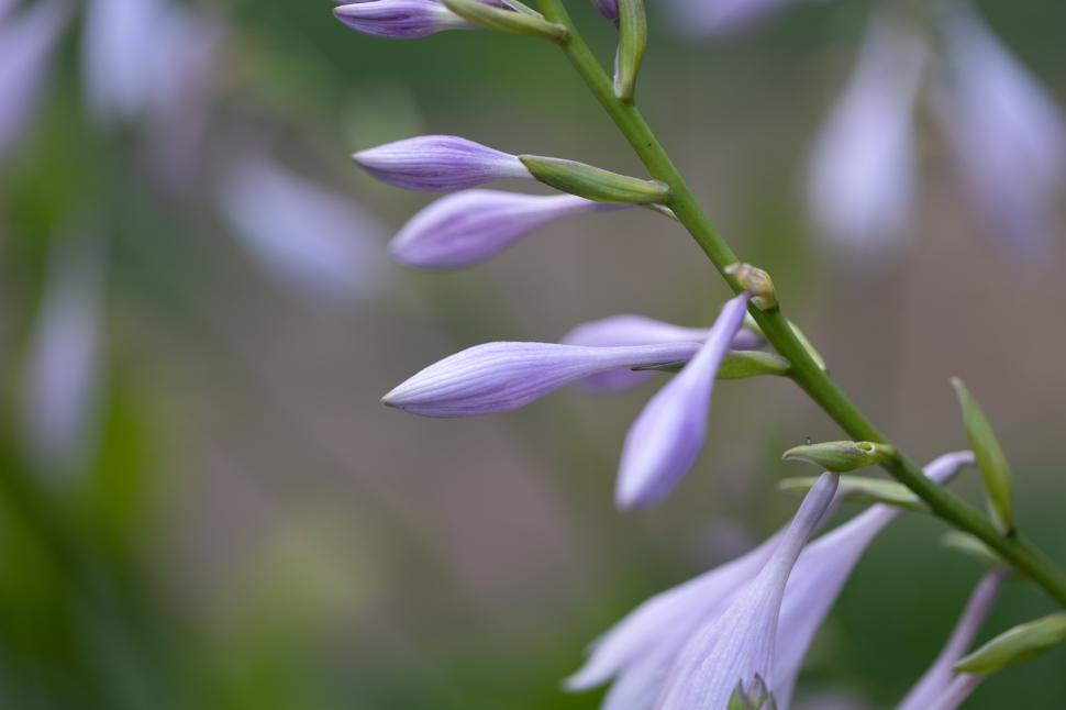 Free Image of Beautiful purple hosta flowers blooming in a garden 