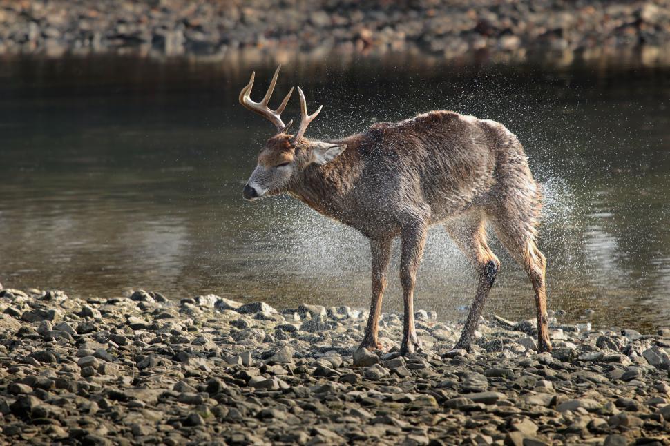 Free Image of Deer shaking off water near riverbank during sunny afternoon in nature 