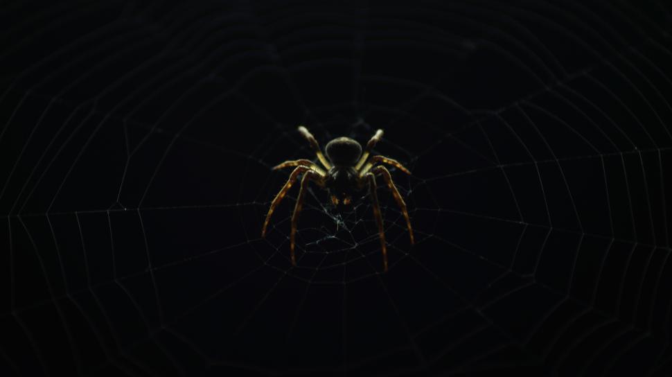 Free Image of Spider resting on intricate web in low light 