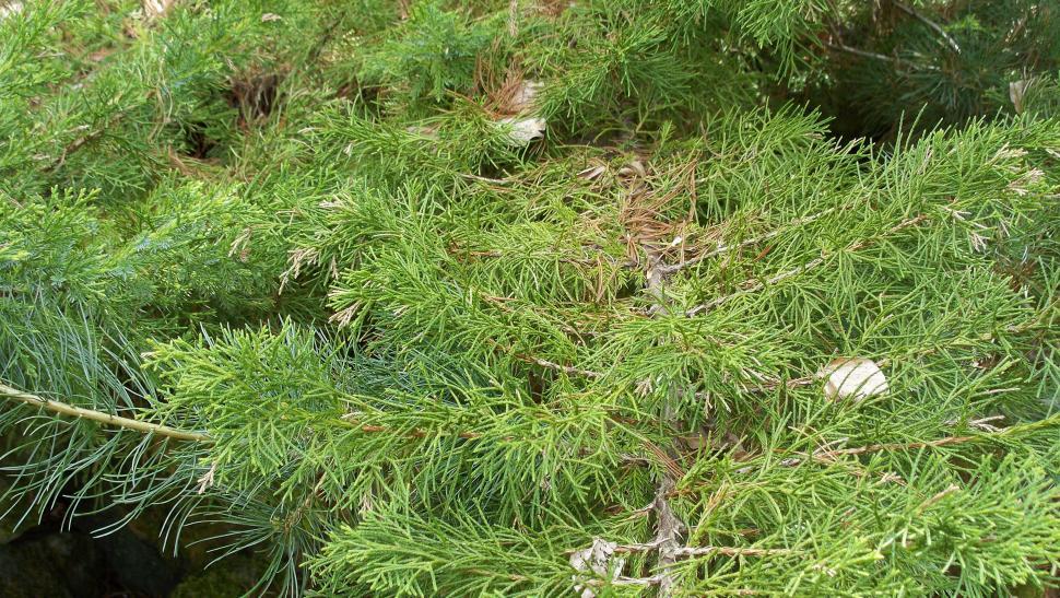 Free Image of Close-ups of various conifers 