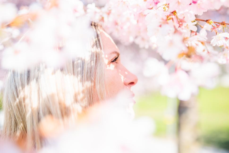 Free Image of Woman in profile surrounded by cherry blossoms in spring 
