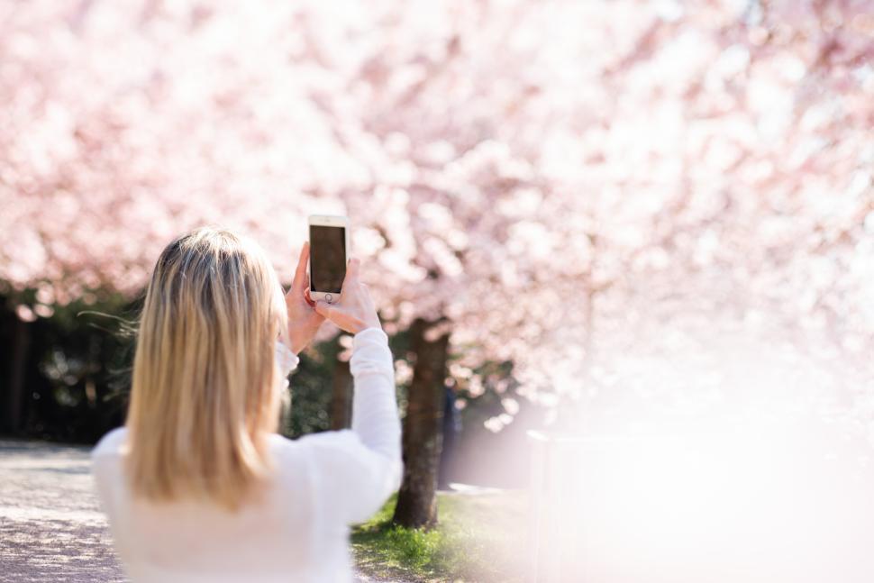 Free Image of Woman taking a picture of cherry blossoms in spring 