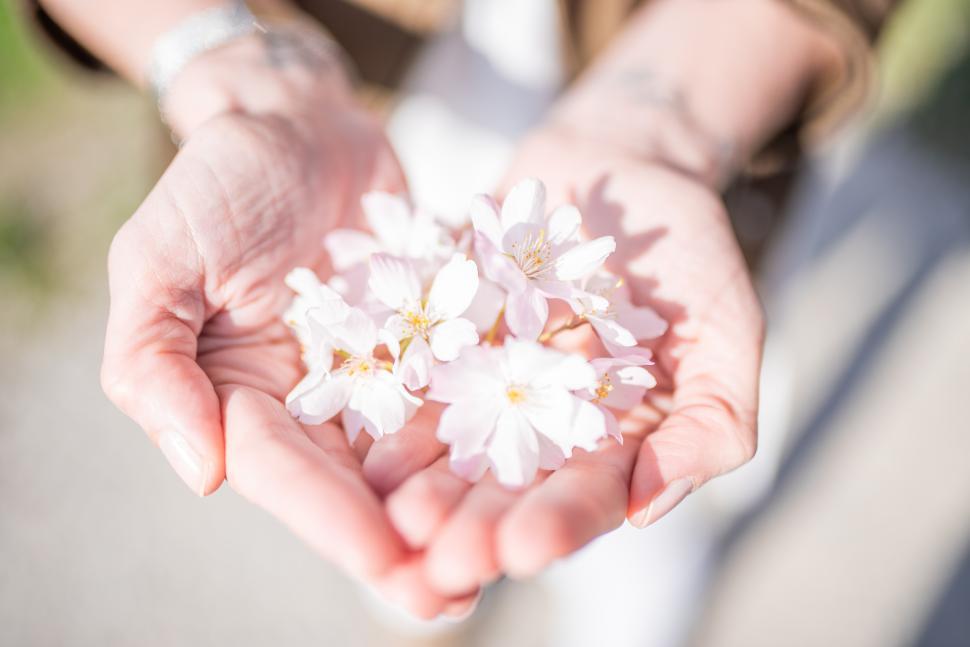 Free Image of Hands holding delicate cherry blossom petals outdoors 