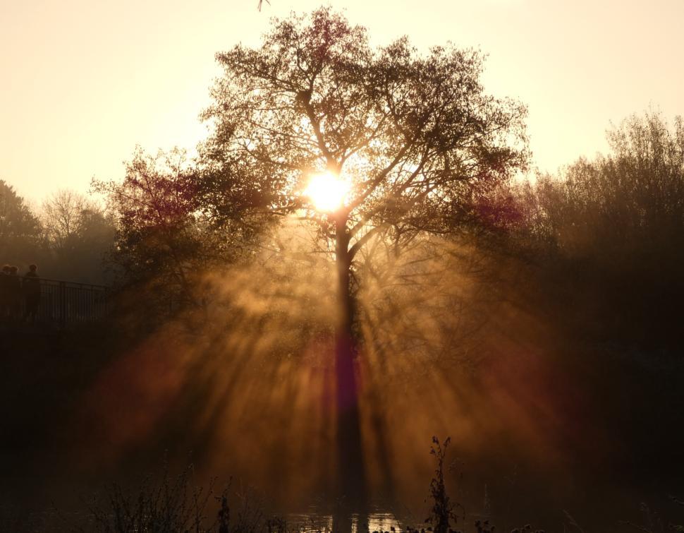 Free Image of Sunlight through branches  