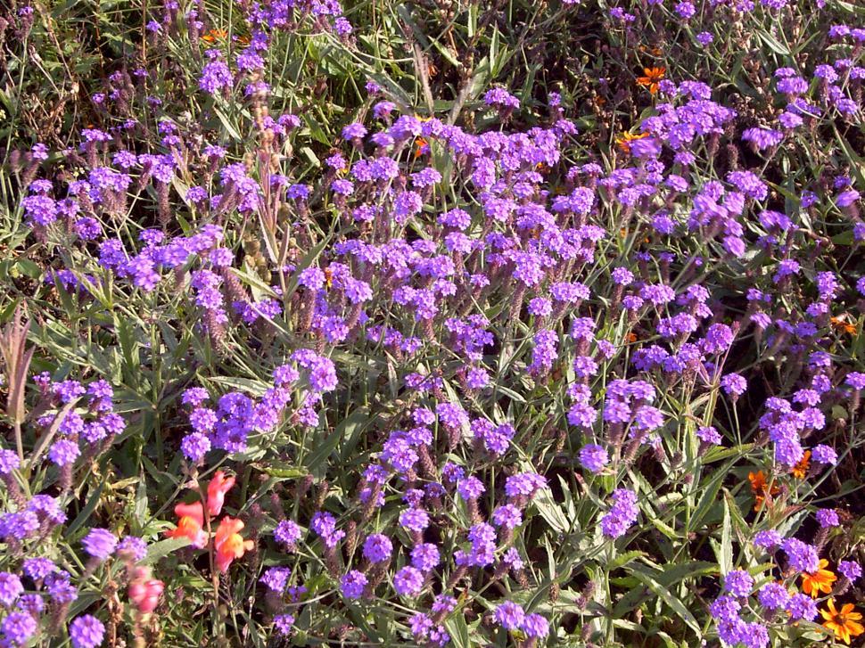 Free Image of Collection of various autumn flowers 