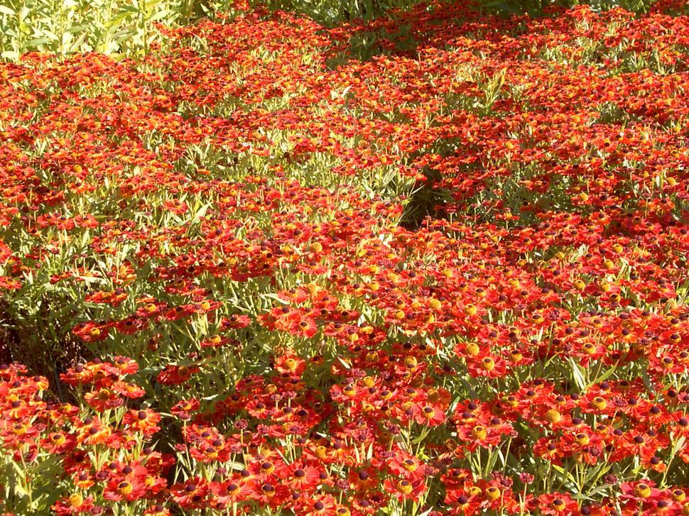 Free Image of Collection of various autumn flowers 