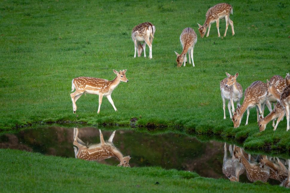Free Image of Fawns grazing near a tranquil pond during the early morning hours 
