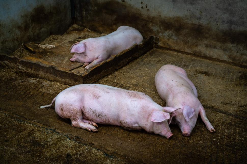 Free Image of Pigs resting in a rustic barn during a quiet afternoon 