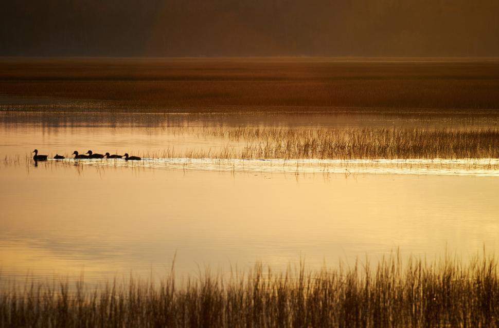 Free Image of Ducks swimming gracefully in golden pond at sunset 