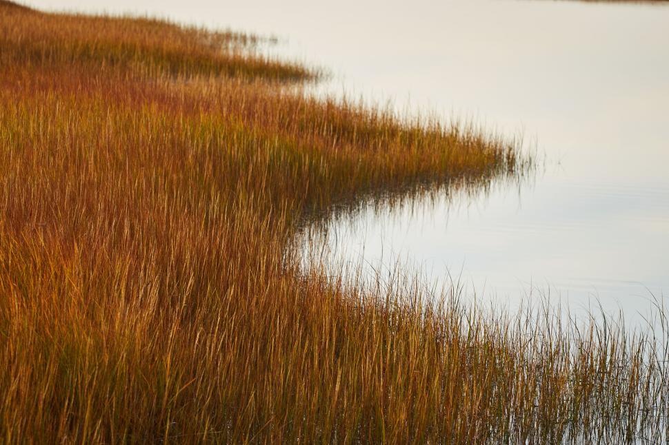 Free Image of Golden reeds by the calm water at sunset 