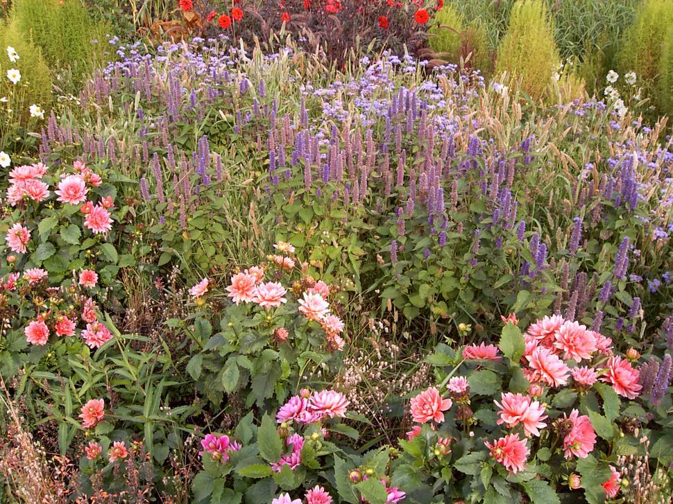 Free Image of Collection of various autumn flowers 