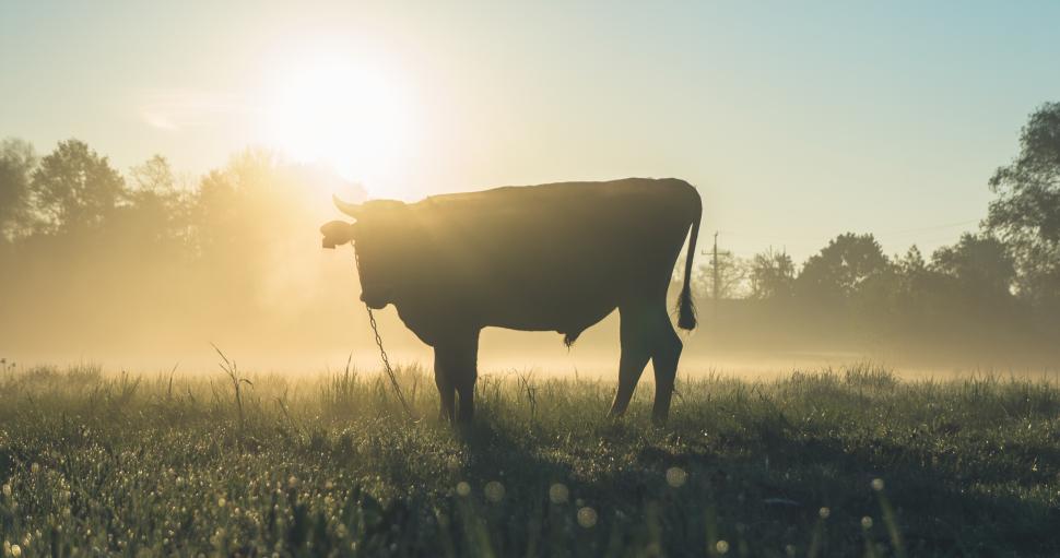 Free Image of Cow standing in misty field at sunrise 