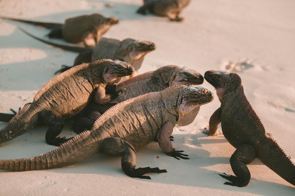 Free Image of Iguanas gather on the beach at sunset in a natural habitat 