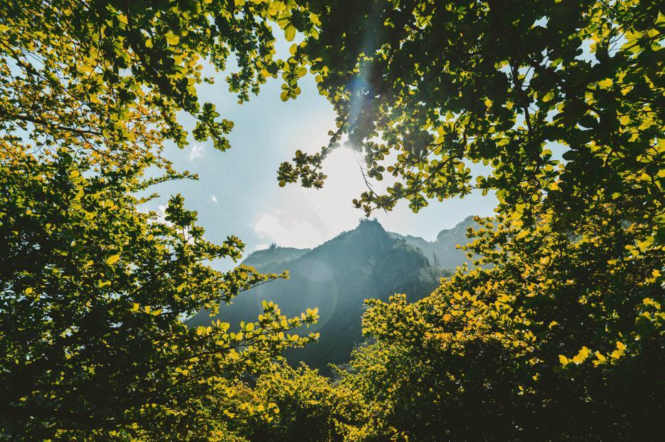 Free Image of Sunlight streaming through green leaves in the mountains 