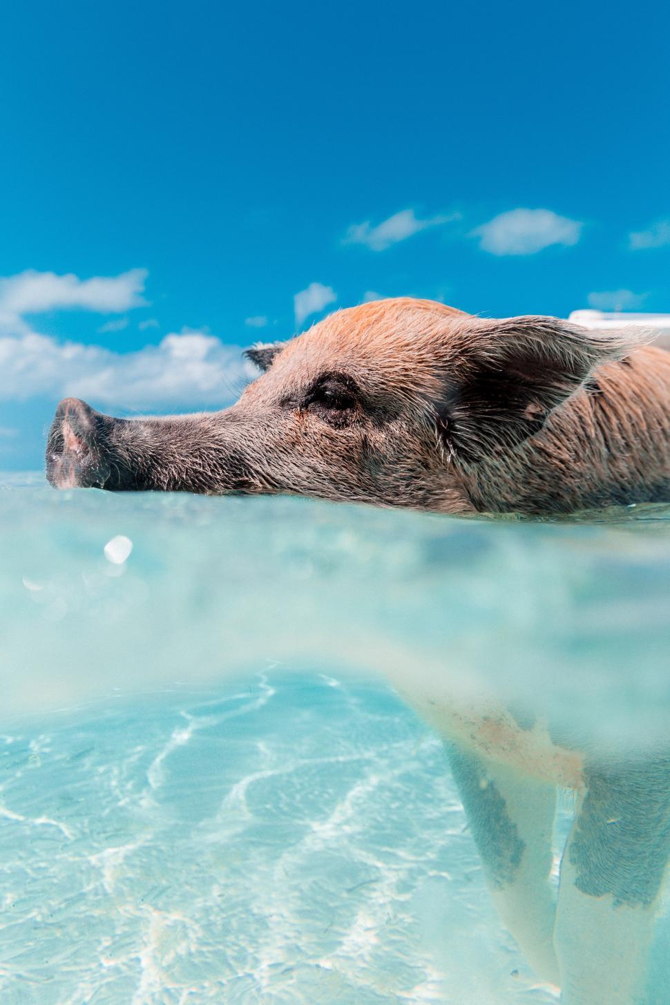 Free Image of Swimming pig enjoys clear tropical waters 