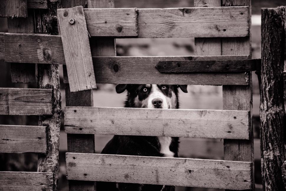 Free Image of Black and white dog looking through a wooden fence in a rustic setting 