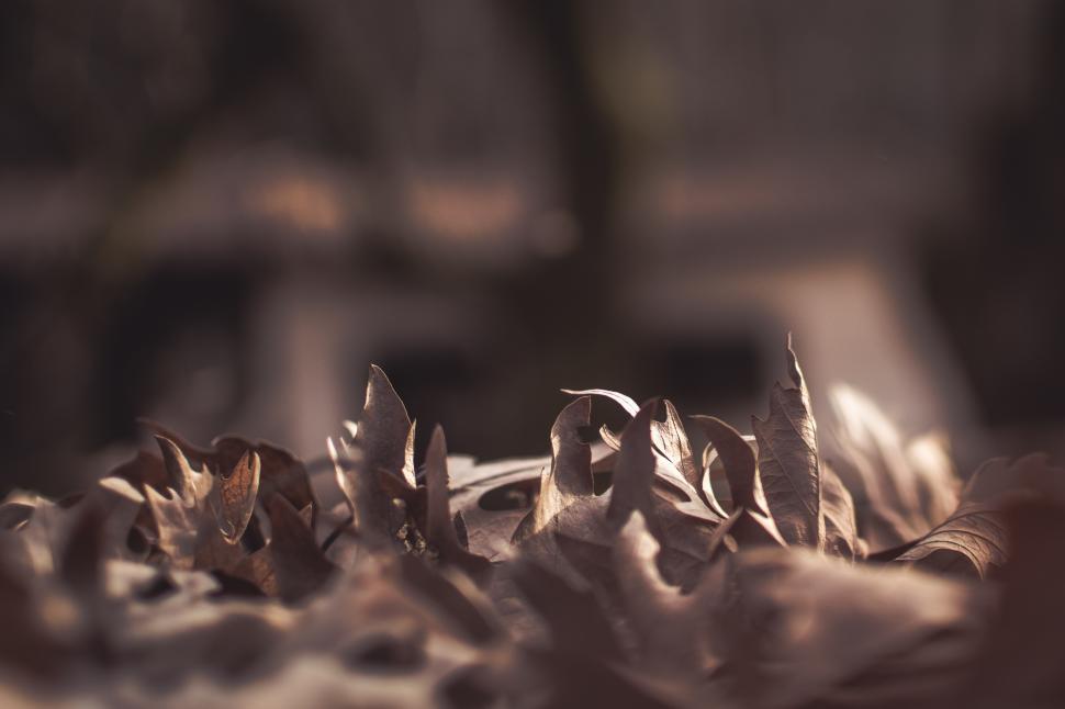 Free Image of Fallen leaves create a textured landscape in autumn light 