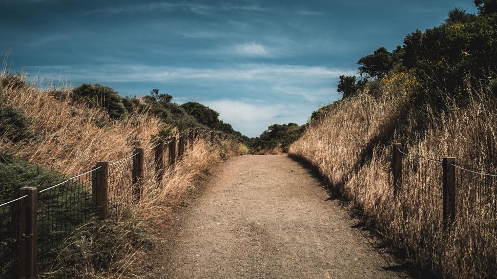 Free Image of Walking path through tall grass landscape on sunny day 