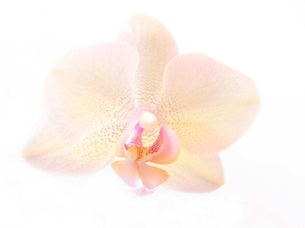 Free Image of Pink Flower Moth Orchid 