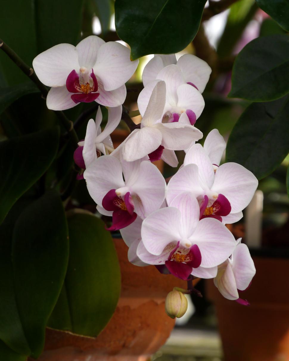 Free Image of Pink Red Moth Orchid Flowers 