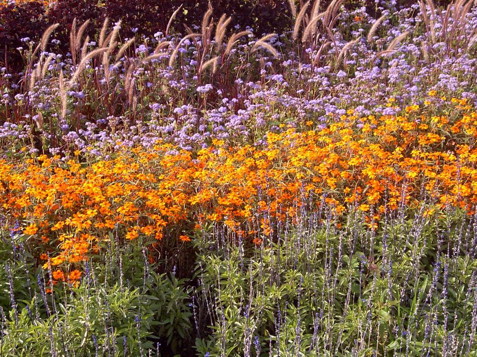 Free Image of Collection of various autumn flowers 