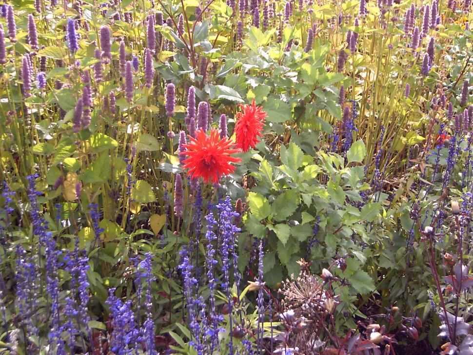 Free Image of Collection of various autumn flowers 