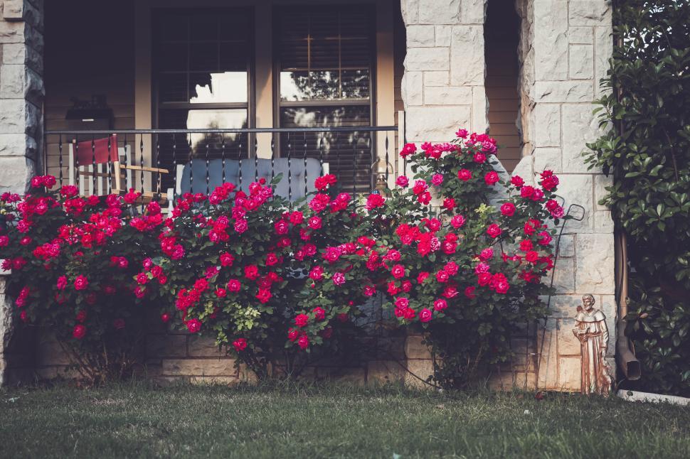 Free Image of Vibrant roses bloom in front of a charming porch setting 