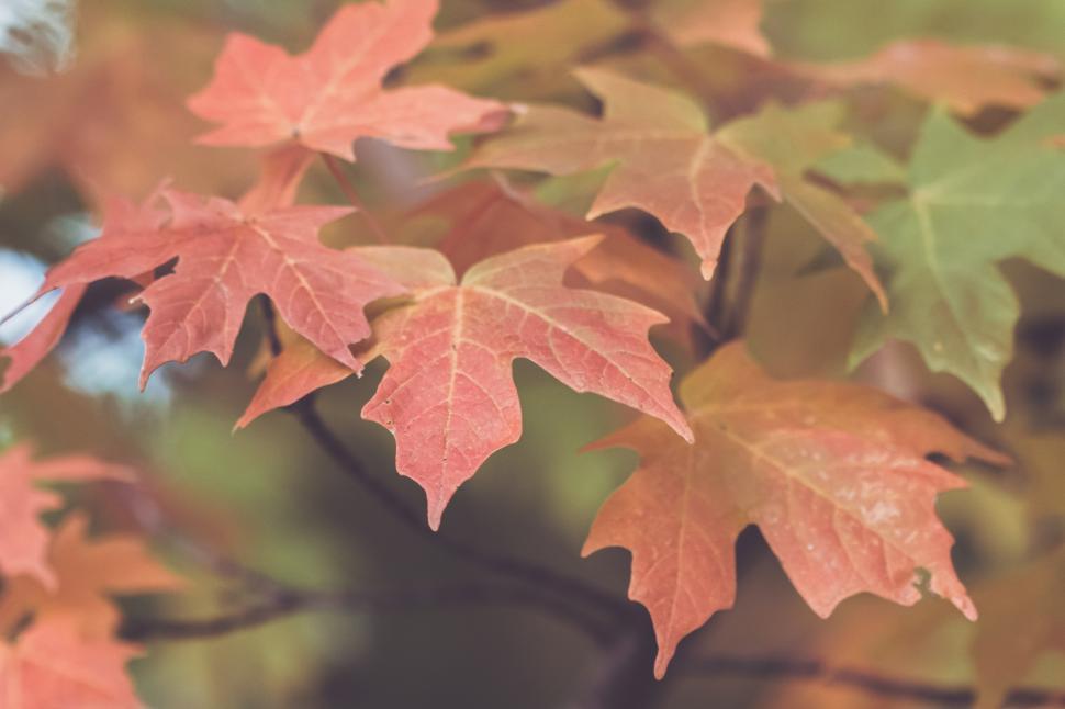 Free Image of Beautiful autumn leaves featuring varied shades of orange and red 