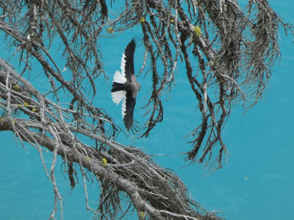 Free Image of Clark's Nutcracker   