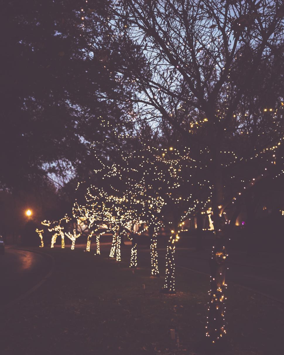 Free Image of Nighttime stroll under illuminated trees in a serene neighborhood 