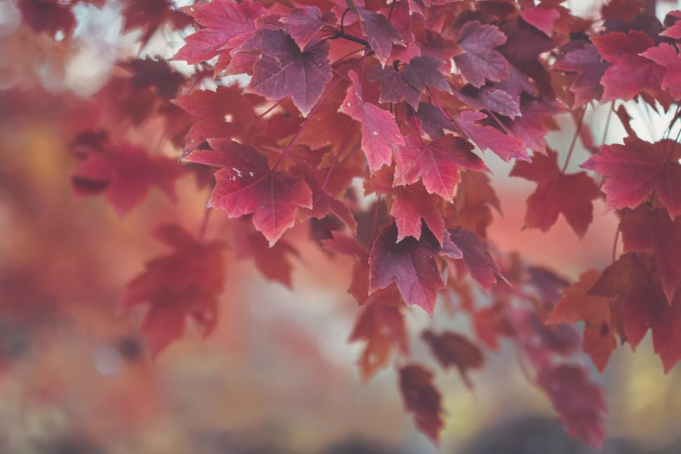 Free Image of Vibrant red maple leaves showcasing autumn beauty in nature 