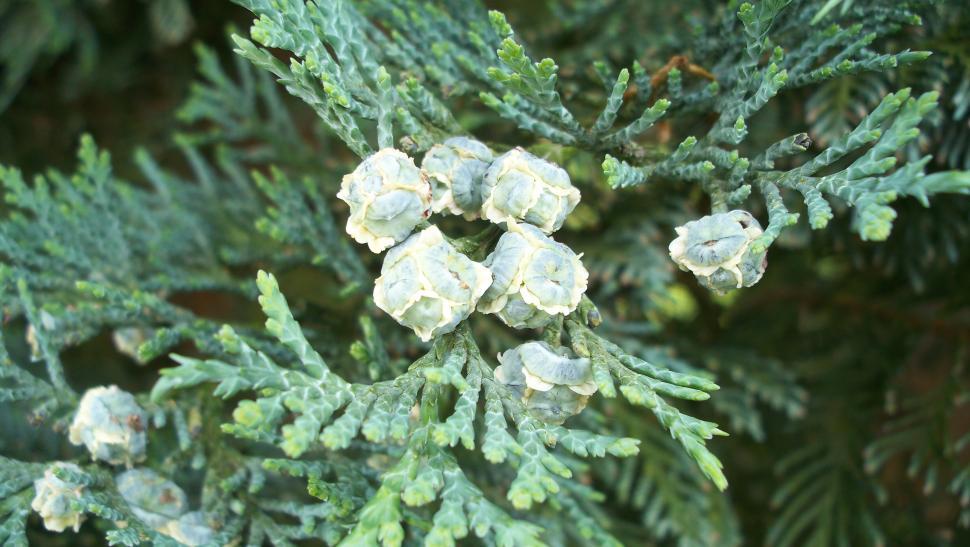 Free Image of Close-up of thuja 