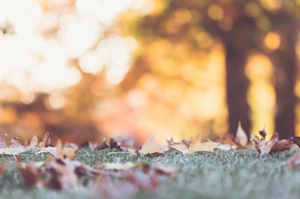Free Image of Autumn leaves scattered on a park lawn during golden hour 