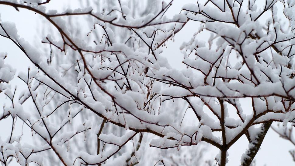 Free Image of Close Up Of Snow Collecting On Tree Branches 