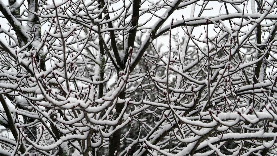 Free Image of Snow Covered Dense Tree Branches 