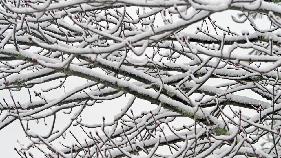 Free Image of Japanese Maple Tree Branches 