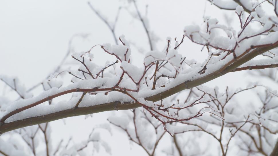 Free Image of Light Snow Covering Tree Branches 