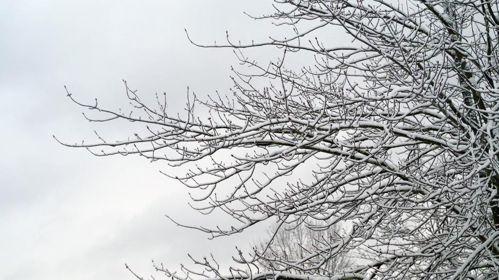 Free Image of Snow Covered Tree Branches 